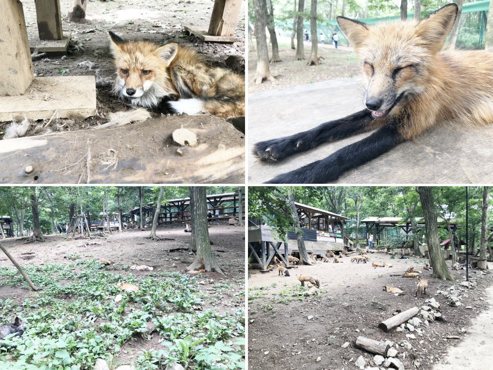 宮城蔵王キツネ村